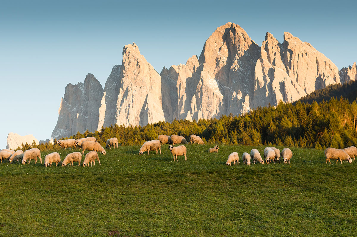 La pecora con gli occhiali neri 